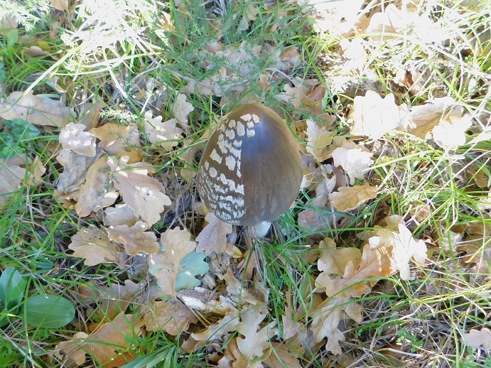 4 Fotogr.il 18.12.2021 sotto Leccio